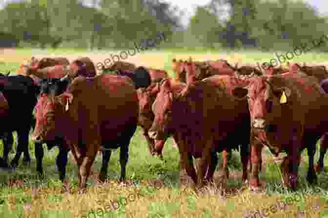 A Farmer Observing A Group Of Dairy Cows In A Pasture MY PROVEN STRATEGIES TO INCREASE MILK PRODUCTION IN DAIRY COWS (Farm Management)