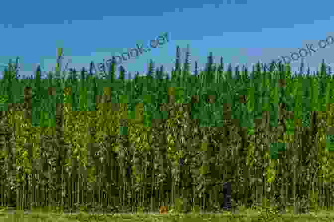 A Field Of Hemp Plants Growing Tall And Green. Growing Pains : How I Grew Hemp