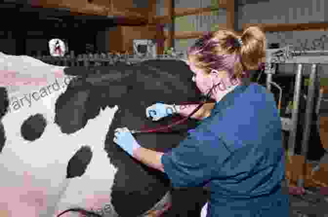 A Veterinarian Examining A Dairy Cow For Signs Of Disease MY PROVEN STRATEGIES TO INCREASE MILK PRODUCTION IN DAIRY COWS (Farm Management)