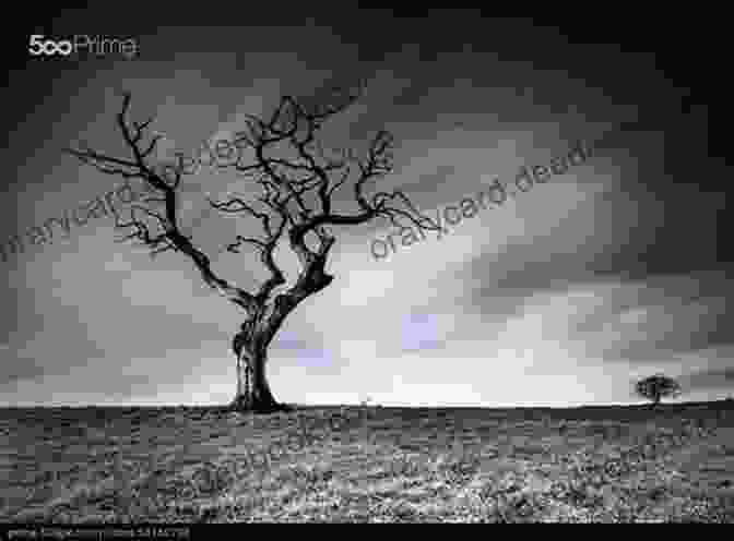 Lou Prophet's Black And White Photograph Of A Lone Tree In A Vast Desert Landscape Lou Prophet: The Complete Western Volume 3